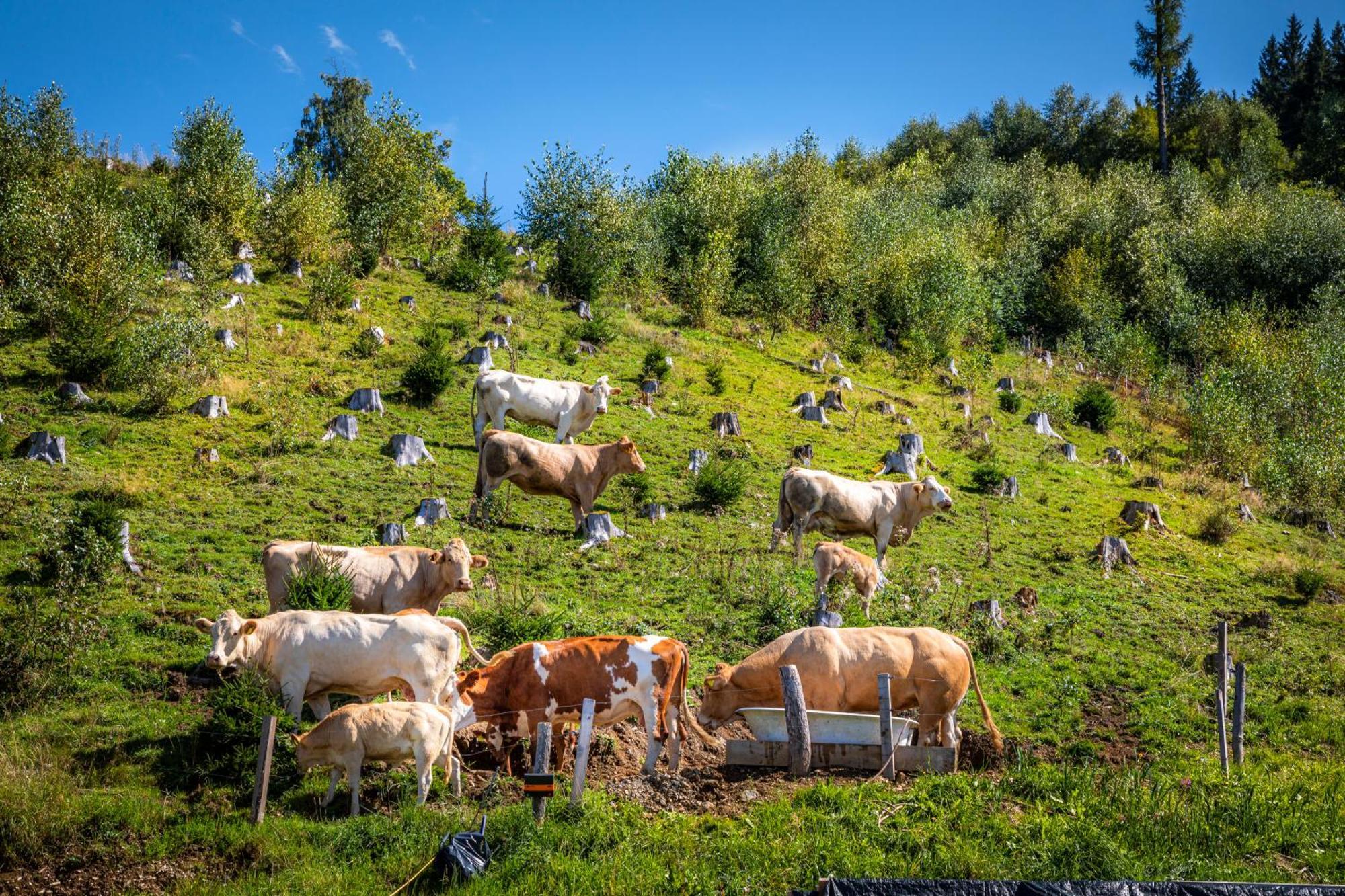 Taurachhof Astlehen Daire Alpendorf  Dış mekan fotoğraf